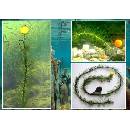 KATRAN Pletenka MIMICKER Braid 10m 25lb