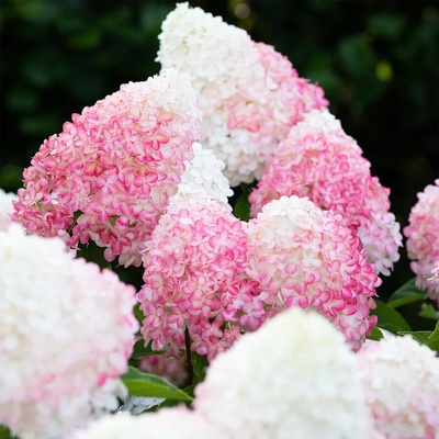 Living Creations® Pink & Rose® - Хортензия паникулата