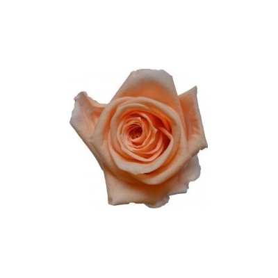 Hlavy ruží - mini 12 ks Peach - broskyňová