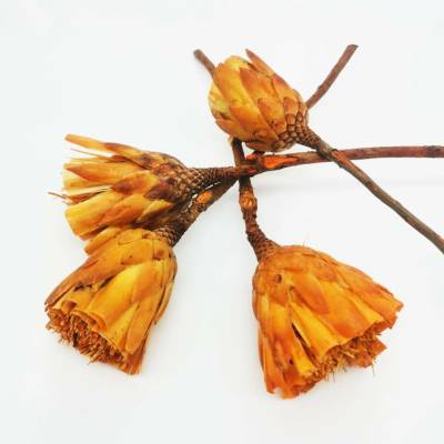 Protea repens cut - oranžová - SU0372