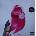 Nicki Minaj - Queen Radio: Volume 1 (Limited Edition) (Violet Coloured) (3 LP) (0602455679727)