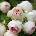 Kordes® Роза Pompon Flower Circus® (Pashmina)