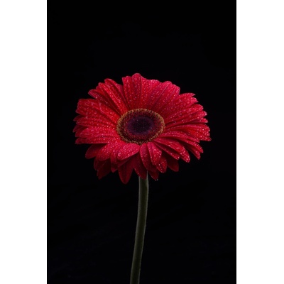 Obraz na plátne - Gerbera
