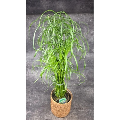 Cyperus Alternifolius 14 cm