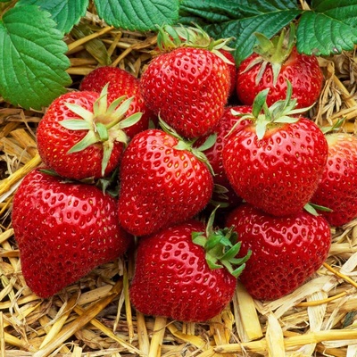 Jahoda 'Fenella' 12 ks neskorá Sazenice: Frigo sadba "A" standard 12 ks