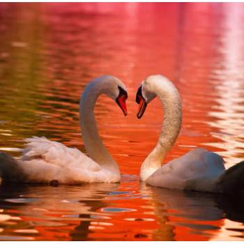 Grafika - Puzzle Swans 1000 - 1 000 piese