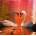 Grafika Art Puzzle - Puzzle Swans 1000 - 1 000 piese