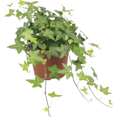 Břečťan zelený FloraSelf Hedera helix cca 20 cm květináč Ø 13 cm