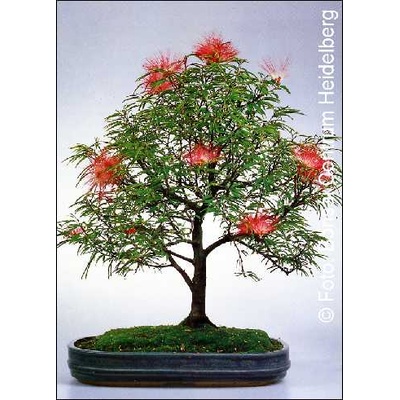 Калиандра, розово пухчеста пудра(Calliandra haematocephala)