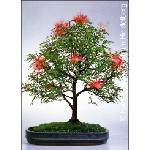  Калиандра, розово пухчеста пудра(Calliandra haematocephala)