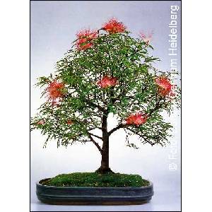  Калиандра, розово пухчеста пудра(Calliandra haematocephala)