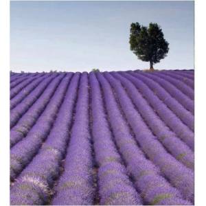 DIMEX ART Флизелинов фототапет лавандулови полета 225 x 250 см