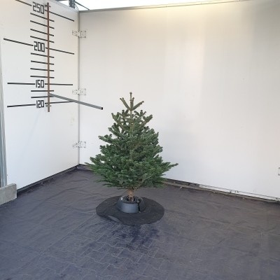 Živý vianočný stromček normandská jedľa 1.triedy zelený 125-150cm