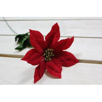 Mikulášský květ (v. 43 cm) - červený