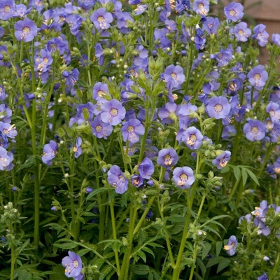 Polemonium caer. 'Bambino Blue' Velikost hrnku: 0,5 l