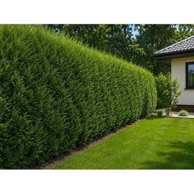 Cyprusovec leylandský (Cupressocyparis leylandii) - výška 30-50 cm, kont. C2L/C3L
