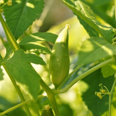 Gigantická ačokča - Cyclanthera pedata - semena - 5 ks