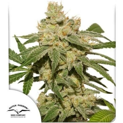 Dutch Passion Oh My Gusher AUTO semena neobsahují THC 3 ks