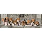 Clementoni Клементон: Пъзел панорама с кучета Beagle - 1000 части (39869)