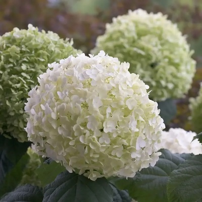 Proven Winners® Strong Annabelle® - Хортензия arborescens - Proven Winners®