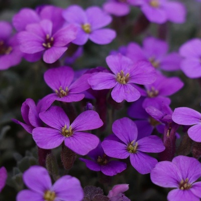 Tařička zahradní fialová Aubrieta hybrida semena tařičky 200 ks – Hledejceny.cz