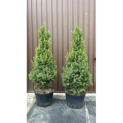 Smrk sivý "Conica" 90-110 cm - Picea glauca "Conica" – Hledejceny.cz