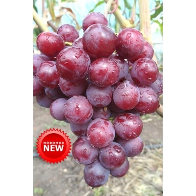 Vinič ALLIANCE vrúbľovaná sadenica NEW