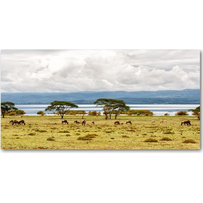 Foto obraz fotografie na skle jazero Naivasha 100x50 cm
