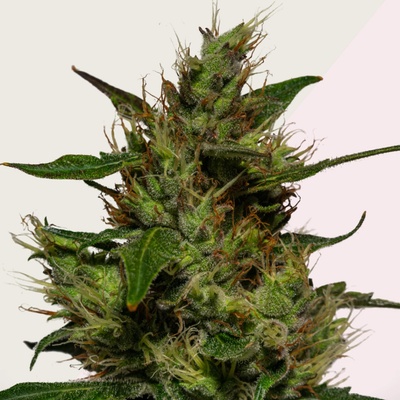 Kera Seeds Critical semena neobsahují THC 3 ks