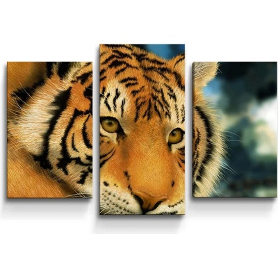 Sablio Obraz - 3-dílný Tiger - 75x50 cm
