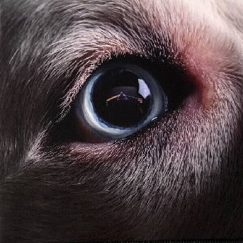 Image 1 of Roger Waters - The Dark Side of the Moon Redux (2 LP) (0711297395716)