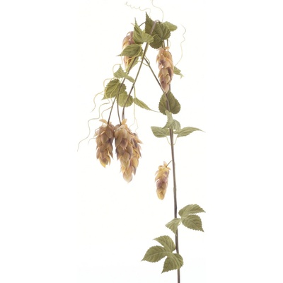 Velký chmelový květ x5 / s listy zelená V175 cm