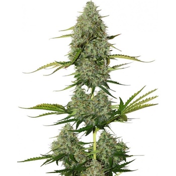 Seedstockers BCN Critical XXL semena neobsahují THC 3 ks