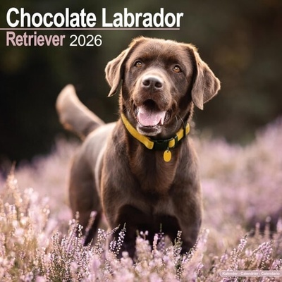 Labrador Square Chocolate Labrador Retriever Square Dog Breed Wall 16 Month 2026 ...