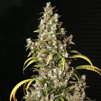 Eva Seeds Monster semienka neobsahujú THC 100 ks