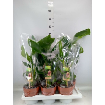 STRELITZIA Nicolai 17/55cm
