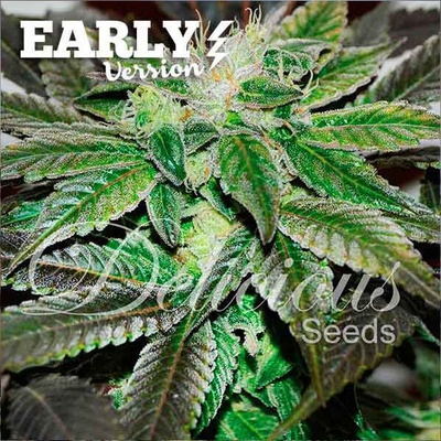 Delicious Seeds Sugar Candy Early Version semienka neobsahujú THC 100 ks