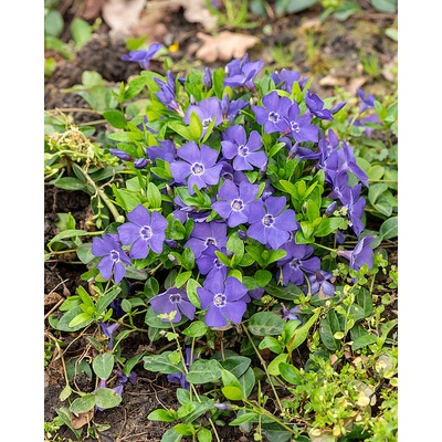 Vinca minor BLUE - barvínek menší