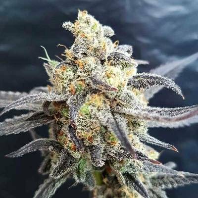 Freedom Of Seeds Godberry semena neobsahují THC 3 ks