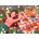 Pieces & Peace - Puzzle Carpe Diem - 500 piese