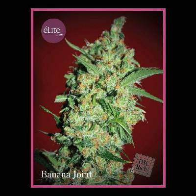 Élite Seeds Banana Joint semena neobsahují THC 7 ks