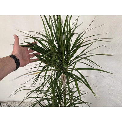 PlanBros flower Dracena marginata 3 kmene 120 cm