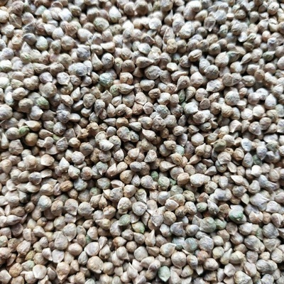 Microgreens Špenát zasiaty na mikrozeleninu 50 g