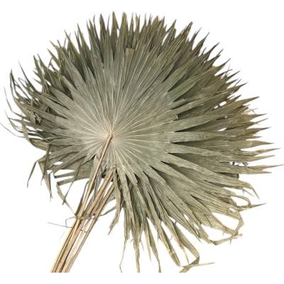 FLOWERIO Sušené palmové listy mäkké vejár 35cm - 9-10ks - prírodné