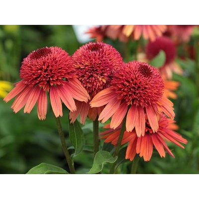 Echinacea purpurová Carrot Cake