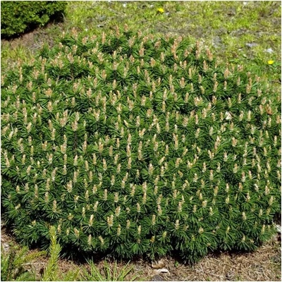 Pinus mugo 'Benjamin' C13L