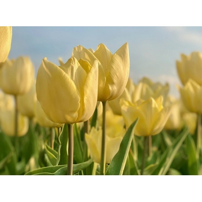 SUNNY PRINCE - ŽLUTÝ TULIPÁN Množství cibulek v jednom balení: 5 ks