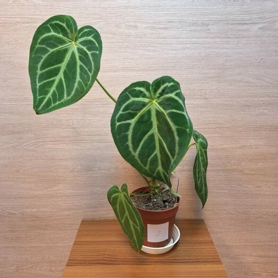 Anthurium Magnificum č2
