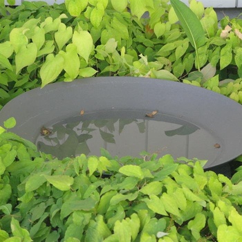 Ella Doris Ottawa 150