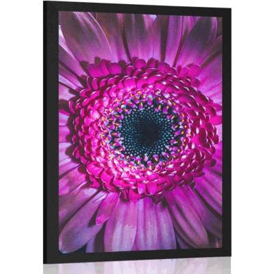 Plakát purpurová gerbera - 40x60 silver